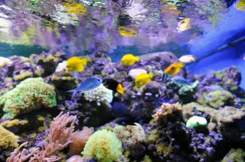 Underwater scene Stock Photos