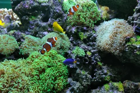 Underwater scene Stock Photos