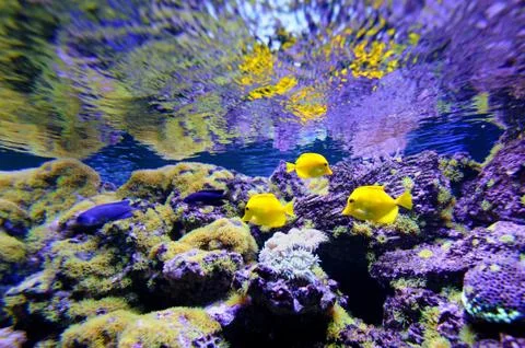 Underwater scene Stock Photos