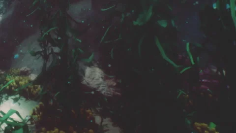 Underwater scene with plants and rocks in a deep ocean setting Stock Footage 344878087