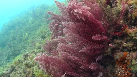Underwater scene - Red algae sways in a Mediterranean reef Stock Footage 330683771