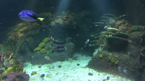 Underwater Scene Reef Scene With Fish Stock Footage 37180925