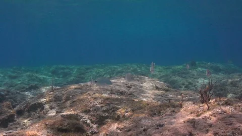 Underwater Scene With reflection Sun rays  on The bottom of the sea Stock Footage 103624677