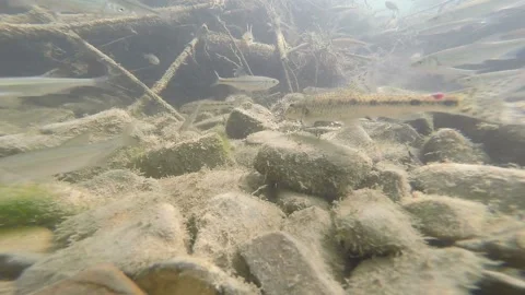 Underwater scene in the river where fish are swimming Stock Footage 148538716