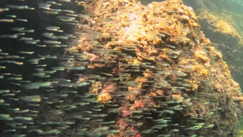 Underwater scene of rock formations covered with algae. Sun rays penetrate the Stock Footage 343253141