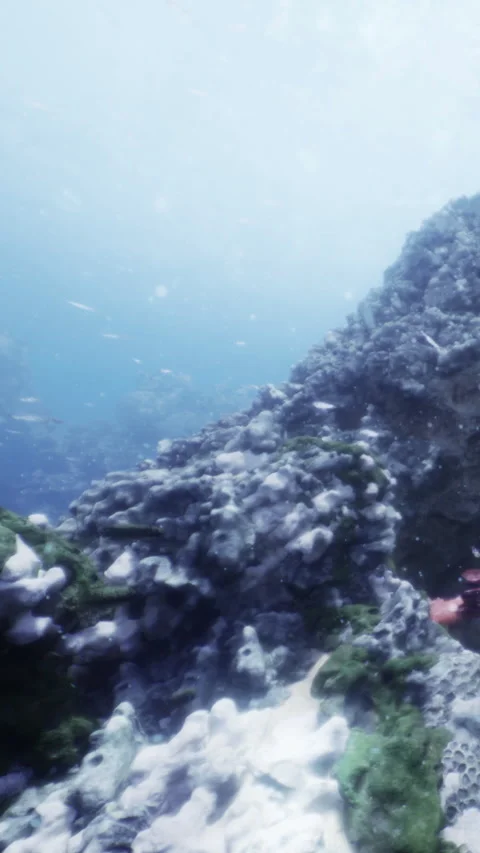 Underwater scene with rocks and fish in clear water during daytime Video stock 332228103