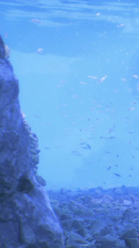 Underwater scene with rocks and small fish in clear water at diving spot Stock Footage 331442036