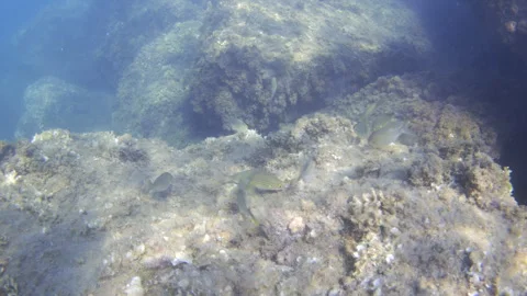 Underwater scene of a school of fish moving gently over rocks and marine algae, Video stock 342780129