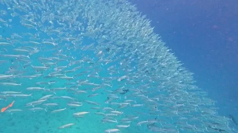 Underwater scene schooling long jawed mackerel shimmering with mouths wide open Stock Footage 345383066