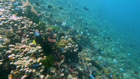 Underwater scene scuba diving over coral reef environment with tropical fish in Stock Footage 341047598