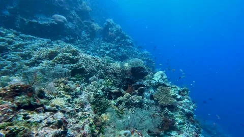 Underwater scene scuba diving soft and hard coral reef environment shoals of Stock Footage 341087761