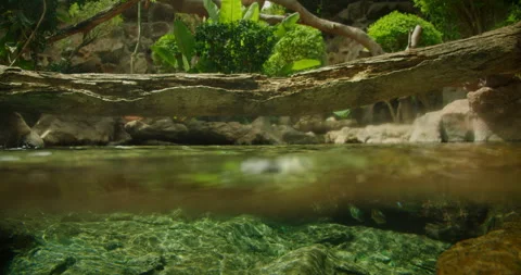 An underwater scene showcasing a calm clear river with small fish swimming Video stock 308262229