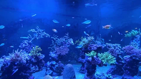 Underwater scene showcasing a diverse array of coral reefs with colorful fish Stock Footage 338178824