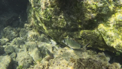 Underwater scene showing rocks covered in algae, with sun rays creating caustics Stock Footage 343166616