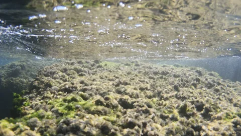 Underwater scene showing rocks covered with green and brown algae, sunlight Stock Footage 343176358