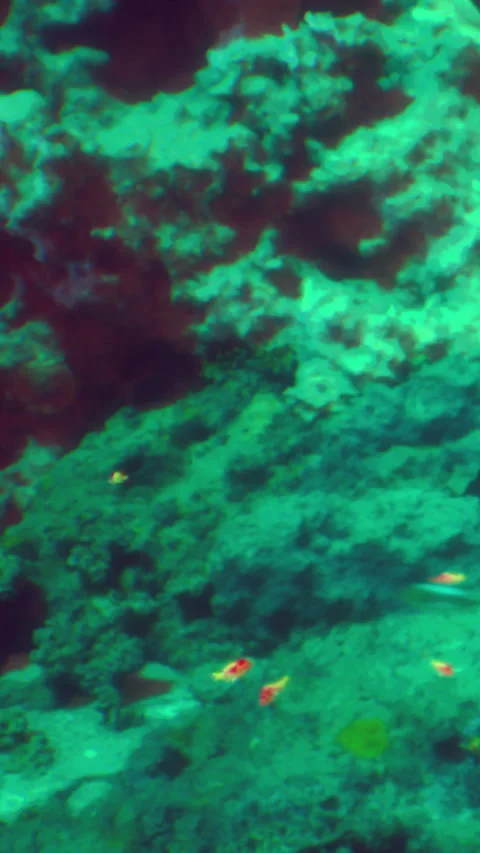 Underwater scene showing small fish swimming near coral reef in ocean Stock Footage 342348702