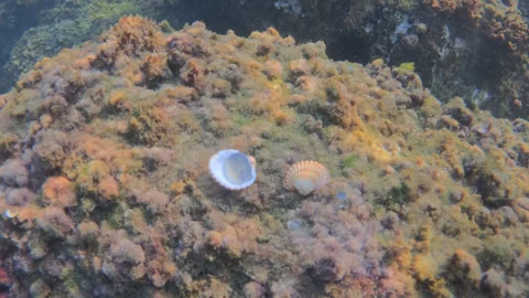 Underwater scene showing two scallop shells resting on a rock covered with 스톡 동영상 343438668