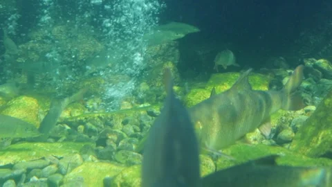 Underwater scene showing various fish swimming among rocks and bubbles Stock Footage 335232252