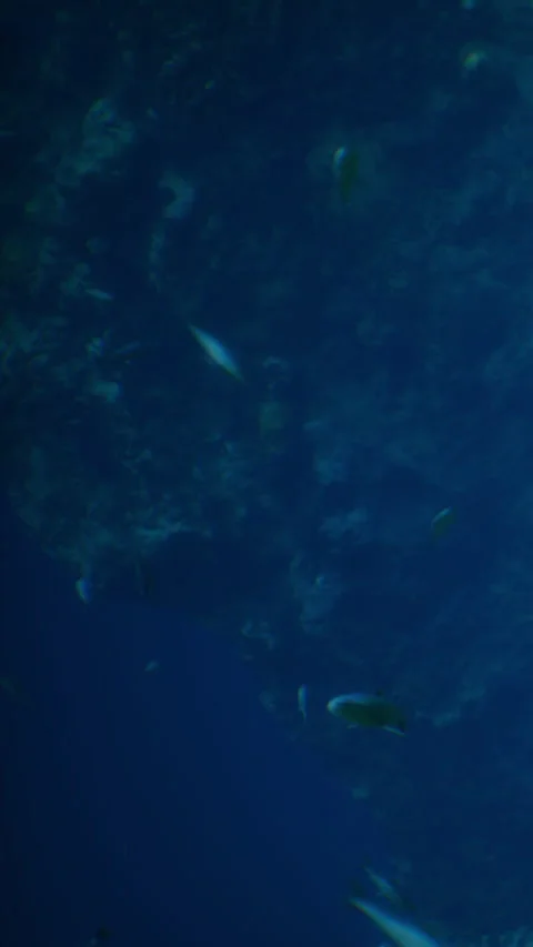 Underwater scene showing various fish swimming in blue water Видео 340873655