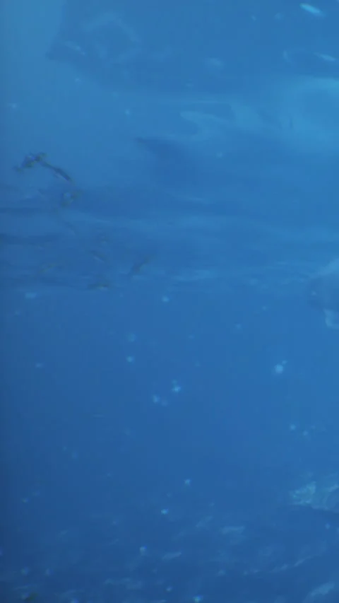 Underwater scene shows bubbles rising and soft blue hues of ocean Stock Footage 339505393