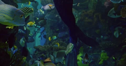 Underwater scene shows diver navigating sparkling aquatic environment, tropical Stock Footage 300790804