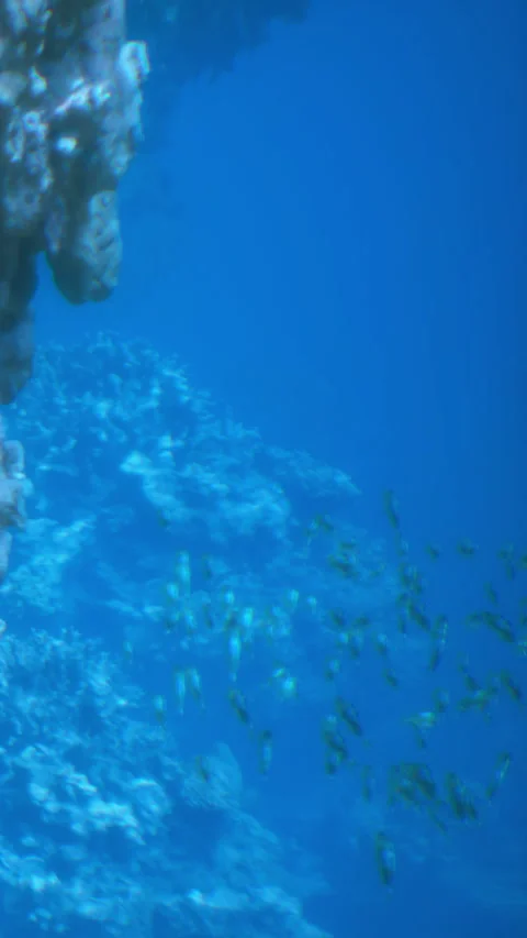 Underwater scene shows small fish swimming near coral reef Stock Footage 342333566