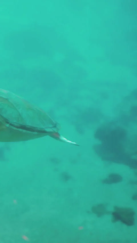 Underwater scene shows a turtle swimming along a coral reef in shallow water Stock Footage 342334376