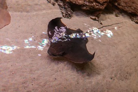 Underwater scene, sole or flatfish swimming, motion blur, depth, gradient l.. Stock Photos