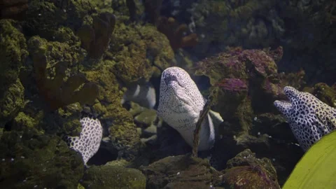 Underwater Scene With Spotted Moray Eels Among Coral Rocks Stock-Footage 325646016