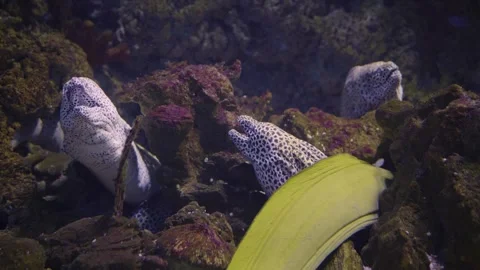 Underwater Scene With Spotted Moray Eels Among Coral Rocks Video stock 325646041