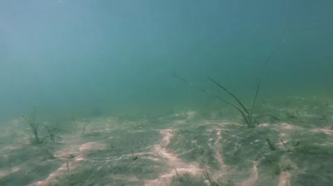 Underwater Scene With Sun Rays Stock Footage 64045340