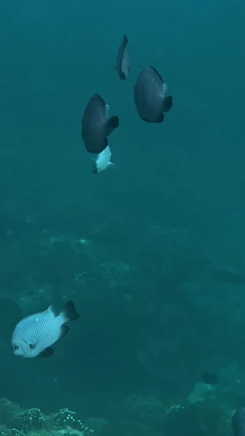Underwater scene teeming with colorful aquatic creatures and coral Stock Footage 331882765