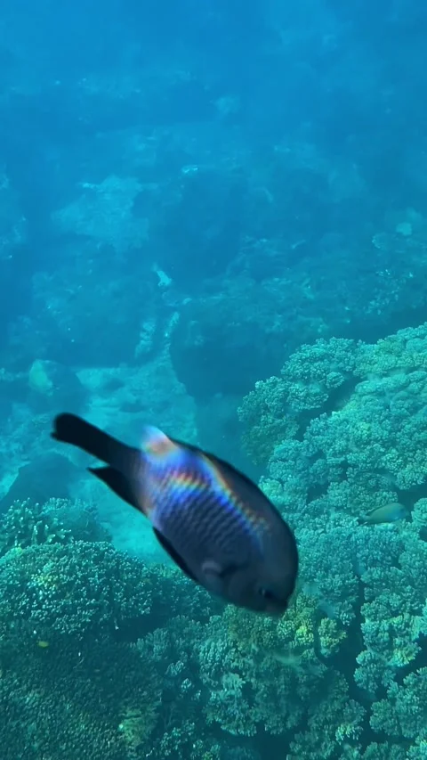 Underwater scene teeming with colorful aquatic creatures and coral Vídeo Stock 331882854