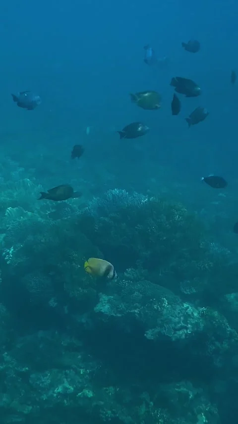 Underwater scene teeming with colorful aquatic creatures and coral Vídeo Stock 331883124