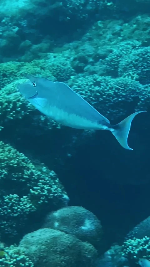 Underwater scene teeming with colorful aquatic creatures and coral Video stock 334733655