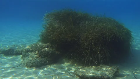 Underwater scene teeming with life and aquatic plants 库存影片 289994199