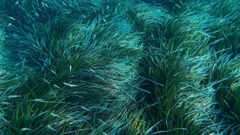 Underwater scene teeming with life and aquatic plants 库存影片 291528642