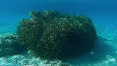 Underwater scene teeming with life and aquatic plants posidonia Vidéo 292492461