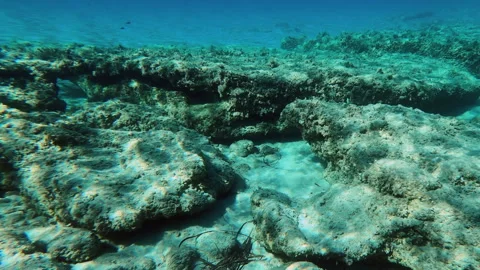 Underwater scene teeming with life and aquatic plants posidonia Stock Footage 293708346