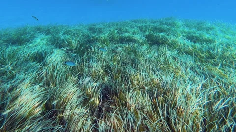 Underwater scene teeming with life and aquatic plants posidonia Stockbeeldmateriaal 293708735