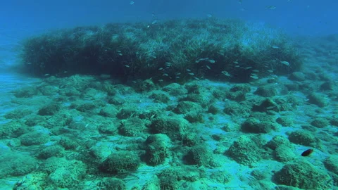 Underwater scene teeming with life and aquatic plants posidonia Stockbeeldmateriaal 293709454