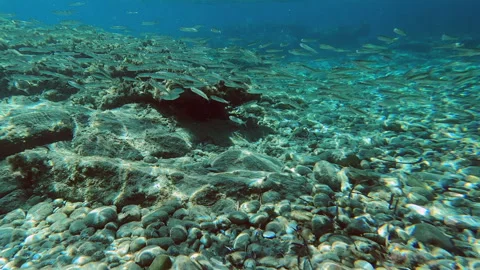 Underwater scene teeming with life and aquatic plants Video stock 294181319