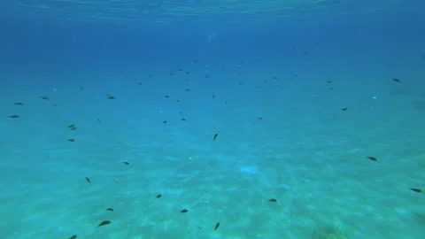 Underwater scene teeming with life and aquatic plants Stock Footage 295294851