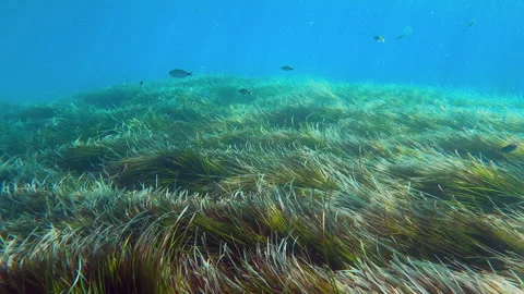 Underwater scene teeming with life and aquatic plants Stock Footage 295295418