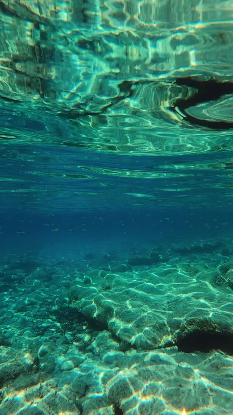 Underwater scene teeming with life and aquatic plants Vidéo 295368115