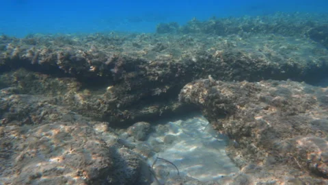 Underwater scene teeming with life and aquatic plants Stock Footage 295667976