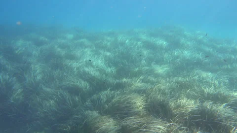 Underwater scene teeming with life and aquatic plants Vídeo Stock 297866846