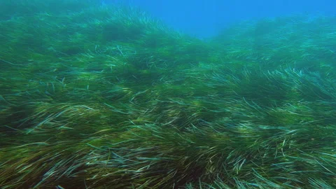 Underwater scene teeming with life and aquatic plants Stock Footage 298263364