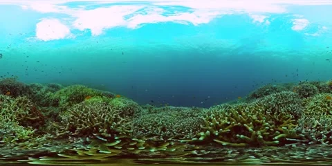 Underwater scene with tropical fish and coral reef. Stock Footage 252010220