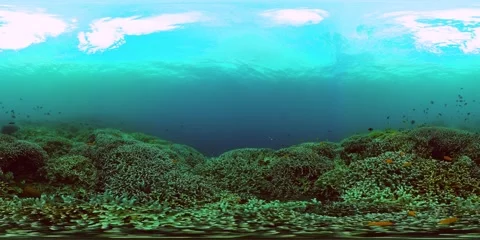 Underwater scene with tropical fish and coral reef. Stock Footage 252010233